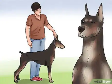 Imagen titulada Get Dogs to Mate Step 8