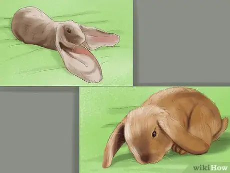 Imagen titulada Raise a Lop Eared Rabbit As a Pet Step 1