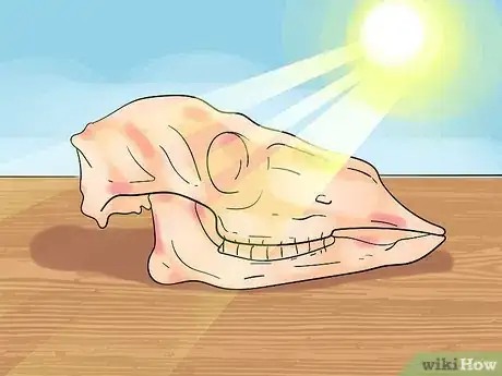 Imagen titulada Preserve a Skull Step 4