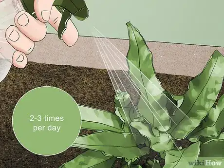 Imagen titulada Care for Green Anole Lizards Step 10