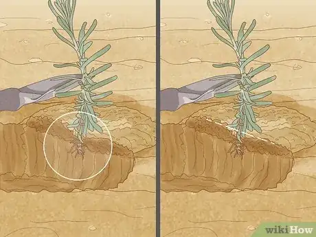 Imagen titulada Divide a Lavender Plant Step 19