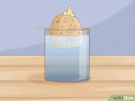Imagen titulada Grow Potatoes Indoors Step 5