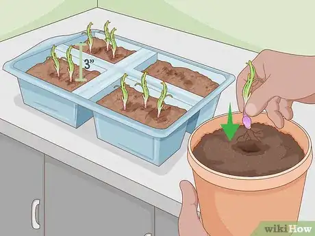 Imagen titulada Grow Onions Indoors Step 14