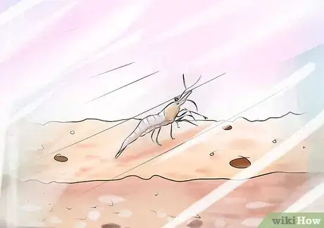 Imagen titulada Take Care of Ghost Shrimp Step 11
