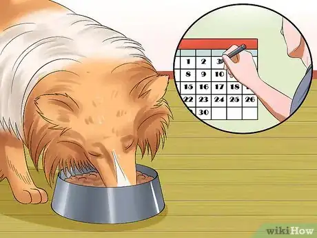 Imagen titulada Care for Shelties Step 7