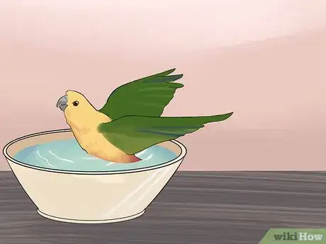 Imagen titulada Entertain a Conure Step 7
