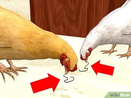 Imagen titulada Care for a Chicken in an Apartment Step 7