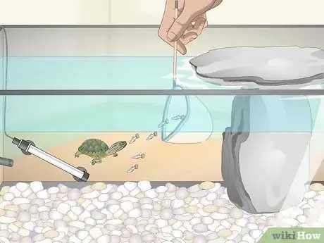Imagen titulada Take Care of Mini Pet Turtles Step 9