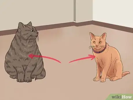 Imagen titulada Bring a Second Cat Into the Family and Not Make Your Old Cat Upset Step 6