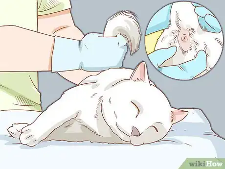 Imagen titulada Diagnose and Treat Anal Gland Disease in Cats Step 12