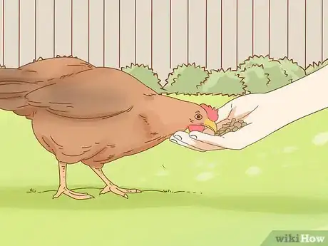 Imagen titulada Hold a Chicken Step 10