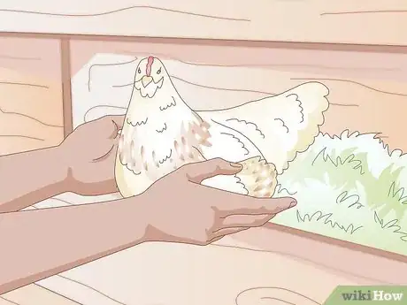 Imagen titulada Get Your Hen to Become Broody Step 8