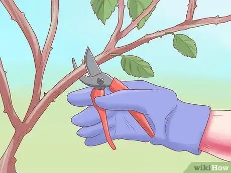 Imagen titulada Make Roses Last Longer Step 15