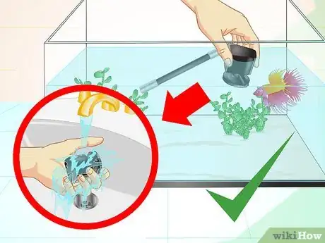 Imagen titulada Care for a Betta Fish in a Vase Step 16