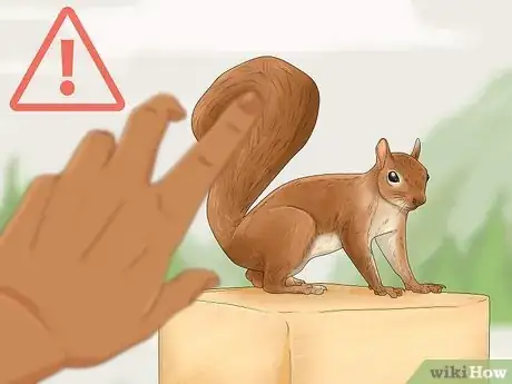 Imagen titulada Keep a Pet Squirrel Step 4