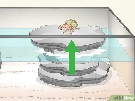 Imagen titulada Care for a Marine Hermit Crab Step 9