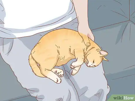 Imagen titulada Treat a Cat with Blood in Its Stool Step 10