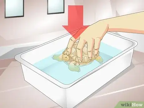 Imagen titulada Bathe a Tortoise Step 2