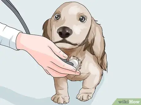 Imagen titulada Handle Aspiration Pneumonia in Young Puppies Step 2