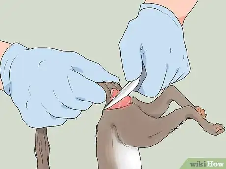 Imagen titulada Clean a Squirrel Step 3
