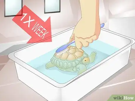 Imagen titulada Bathe a Tortoise Step 6