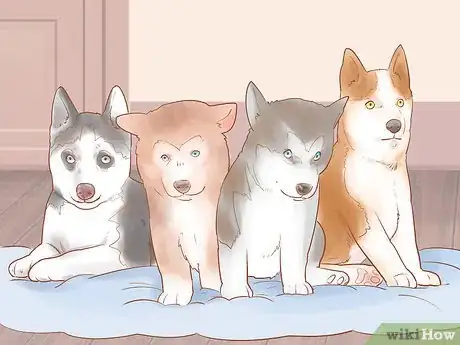 Imagen titulada Buy a Siberian Husky Puppy Step 8