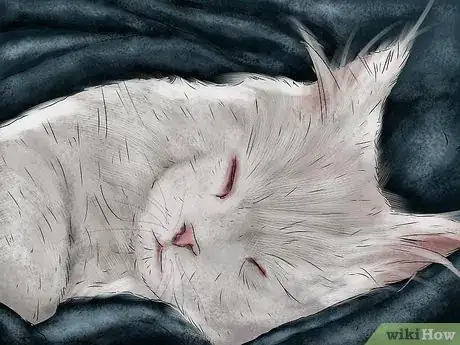 Imagen titulada Help a Cat Recover from Anesthesia Step 4