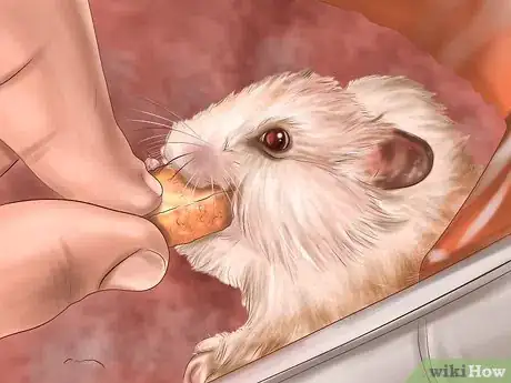 Imagen titulada Create a Bond With Your Hamster Step 7