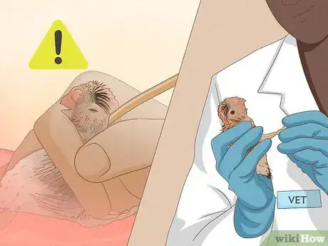 Imagen titulada Feed a Baby Budgie Step 12