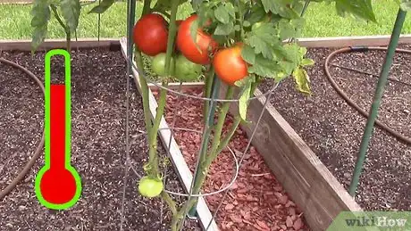 Imagen titulada Grow Tomatoes in a Greenhouse Step 1