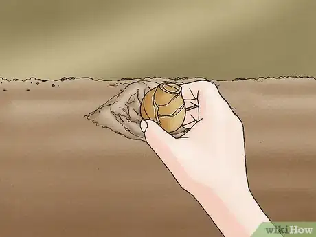 Imagen titulada Propagate Daffodils Step 10