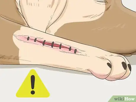 Imagen titulada Help Your Dog Recover from Surgery Step 30