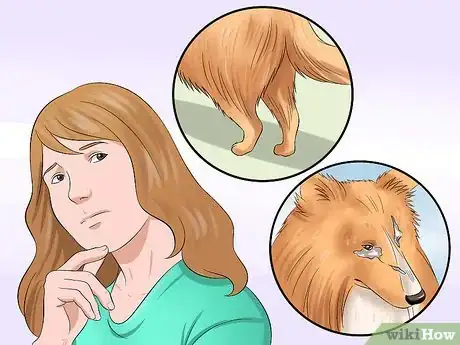 Imagen titulada Care for Shelties Step 4
