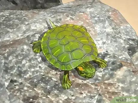 Imagen titulada Look After a Turtle Step 1