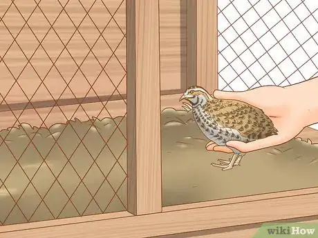 Imagen titulada Get Quails to Lay Eggs Step 11
