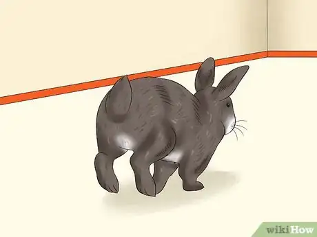 Imagen titulada Care For an Elderly Rabbit Step 8