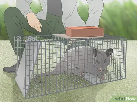Imagen titulada Trap a Possum Step 4