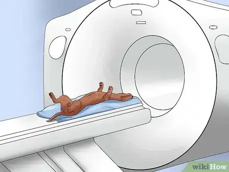 Imagen titulada Diagnose Back Problems in Dachshunds Step 7