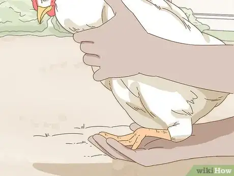 Imagen titulada Hold a Chicken Step 4