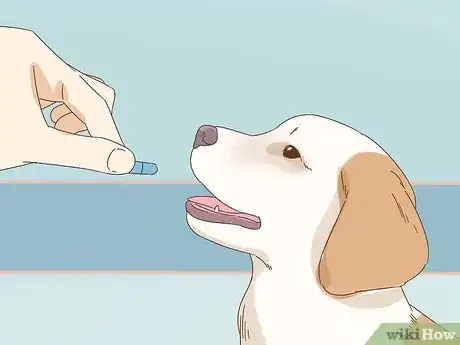 Imagen titulada Care for a Dog With a Broken or Fractured Pelvis Step 9