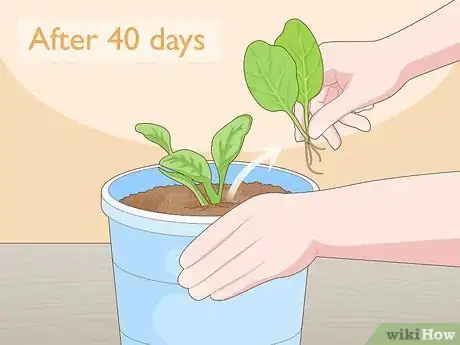 Imagen titulada Grow Baby Spinach Step 8