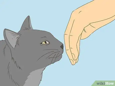 Imagen titulada Handle a Stray Cat Step 17