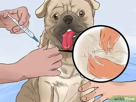 Imagen titulada Get Rid of Tapeworms in a Puppy Step 4