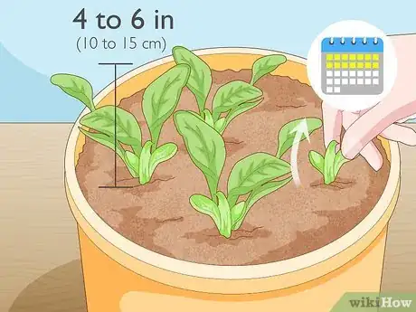 Imagen titulada Grow Baby Spinach Step 6