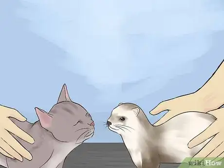 Imagen titulada Keep Ferrets in a Home with Other Pets Step 13