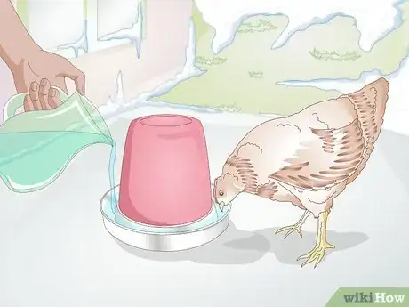 Imagen titulada Feed Chickens during the Winter Step 8