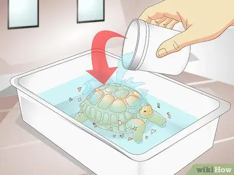 Imagen titulada Bathe a Tortoise Step 9