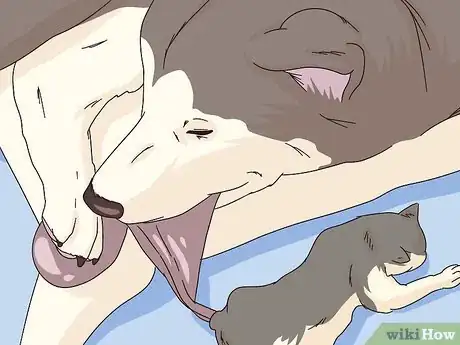 Imagen titulada Monitor the Stages of Labor in Dogs Step 9