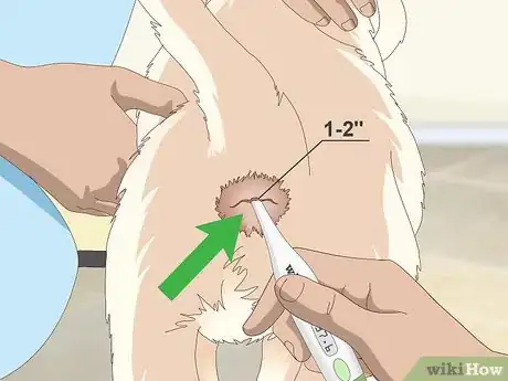Imagen titulada Measure a Dog's Temperature Step 4