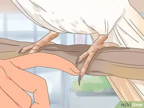 Imagen titulada Train Cockatiels Step 10